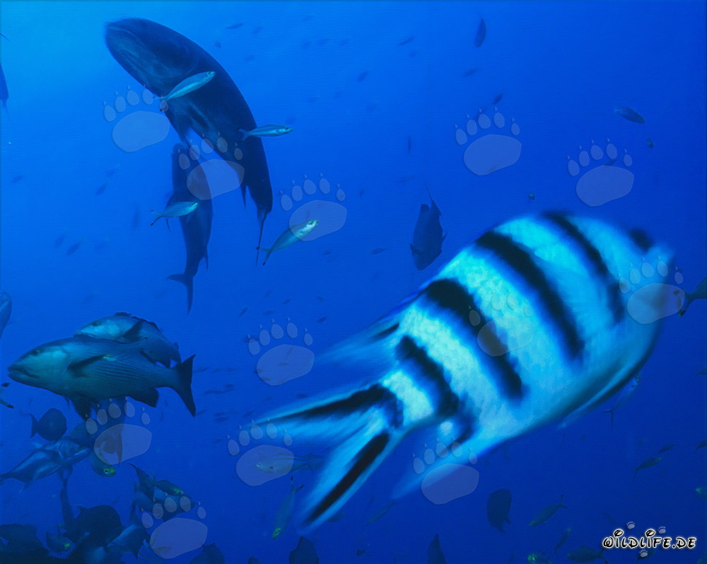 Sergent ciseaux impressionnant et poissons de récif colorés sous l'eau