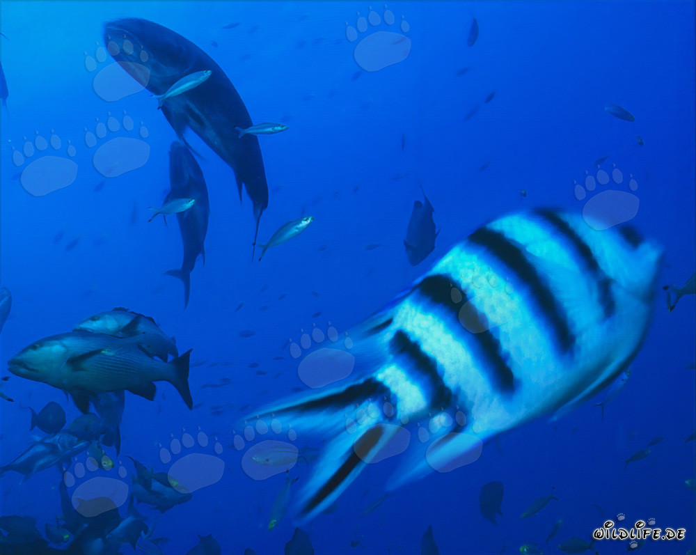 Sergente coda a forbice impressionante e pesci di barriera corallina colorati sott'acqua