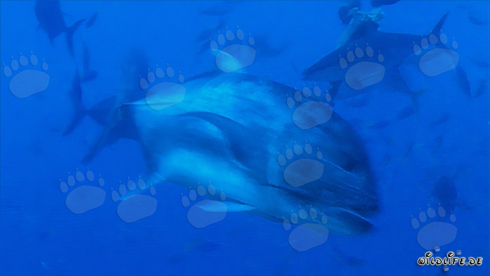 Impressionante Giant Trevally nuota elegantemente nell'acqua