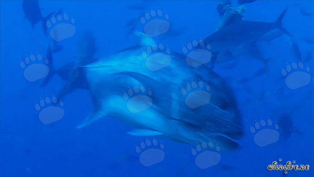 Impresionante Giant Trevally nada elegantemente por el agua