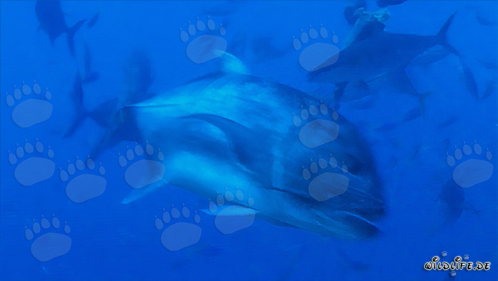 Impressive Giant Trevally swims elegantly through the water