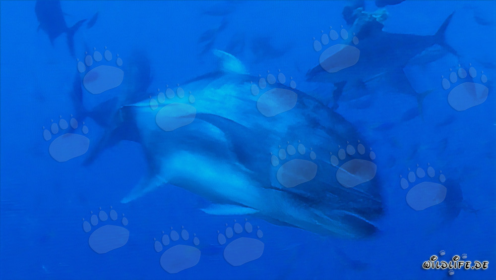 Giant Trevally