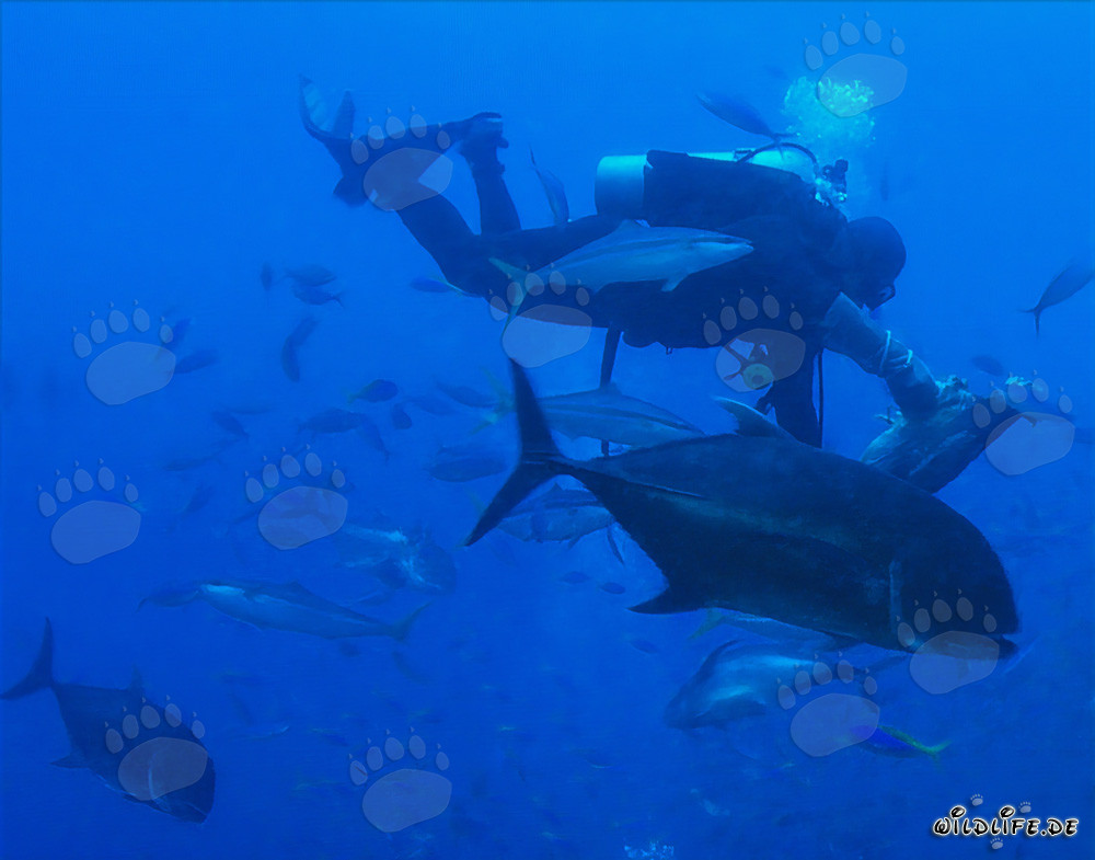 Carángido gigante y buceadores combativos en las aguas de Fiji