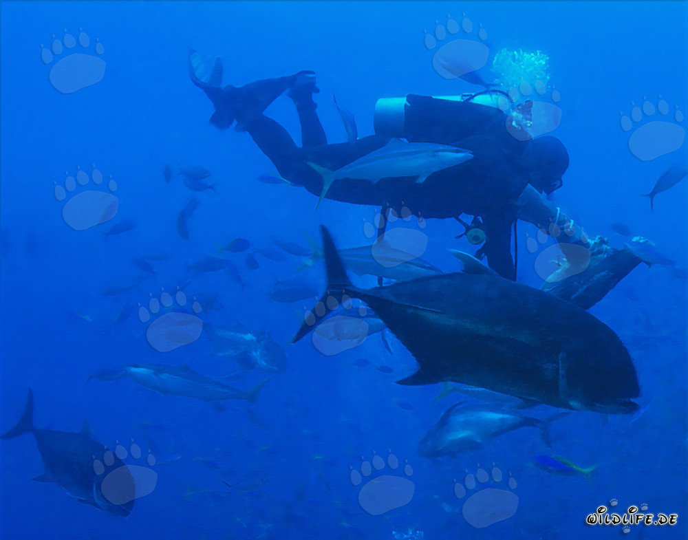 Carangue ignoble et plongeurs combatifs dans les eaux de Fidji