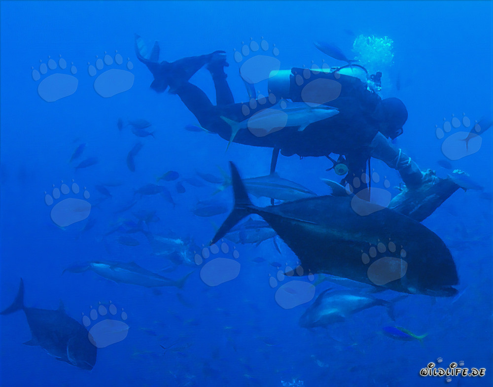 Kampfstarke Dickkopf-Makrele und Taucher in den Gewässern von Fiji