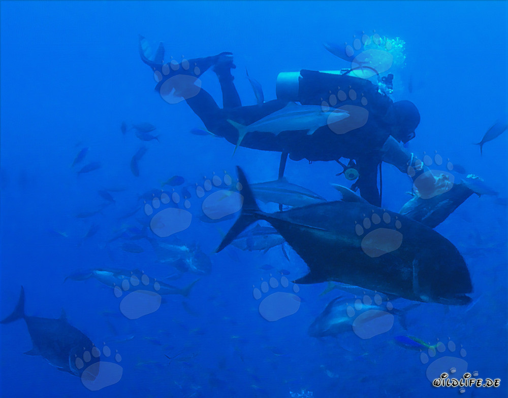 Powerful Giant Trevally and Divers in the Waters of Fiji