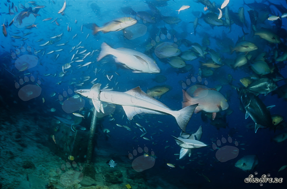 Fascinating Underwater World: Common Remora, Double-Spotted Snapper, and Reef Fishes