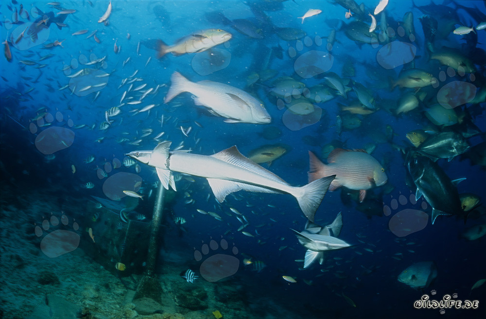 Mundo fascinante de los peces pilotos, los pargos de doble mancha y los peces de arrecife