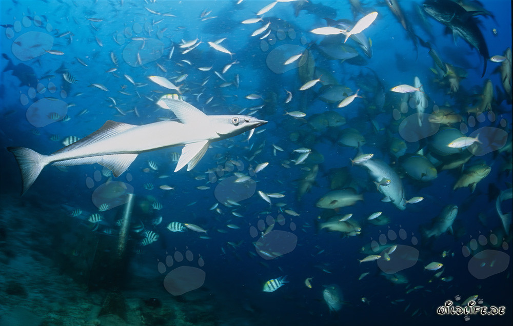 Diversidad colorida de peces en el Shark Reef en Fiji