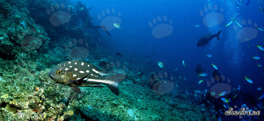 Bellissimo cernia occhi gialli nel lago Beqa, Vitu Levu, Figi