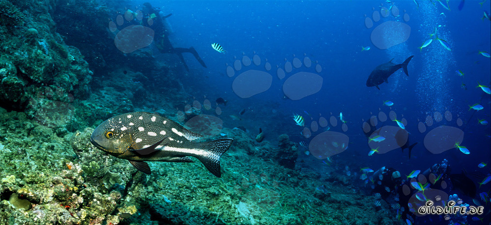 Hermoso pargo ojo amarillo en el lago Beqa, Vitu Levu, Fiji