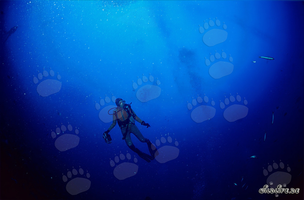 Buzo se encuentra con un majestuoso tiburón en la laguna de Beqa en Fiji