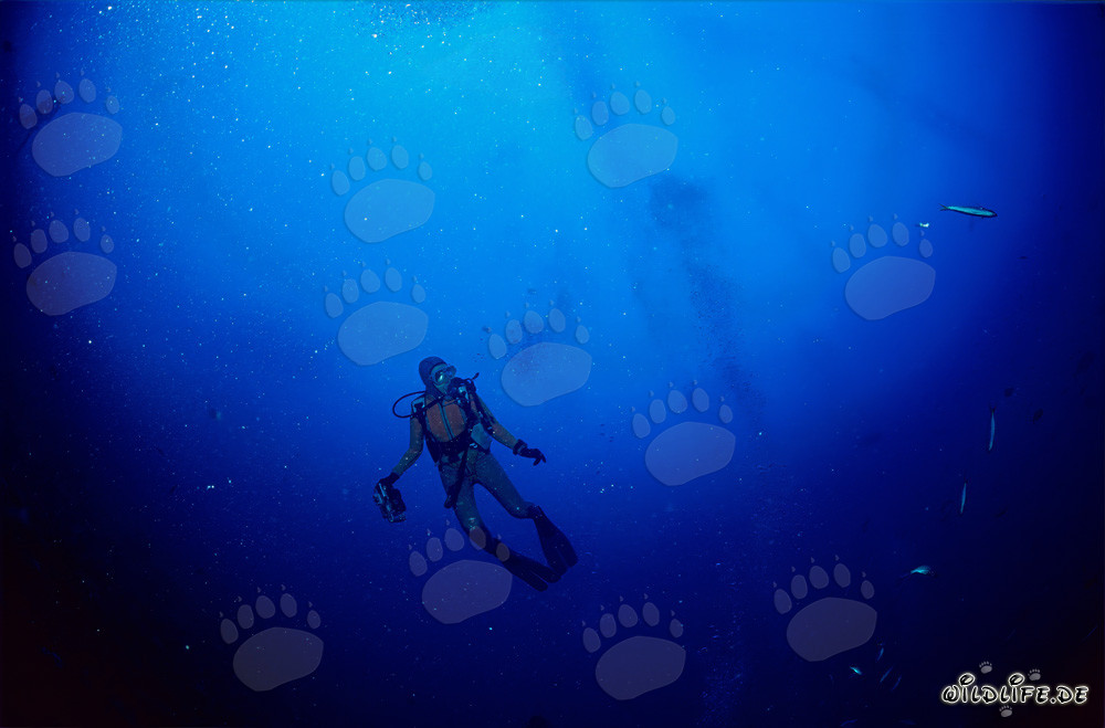 Diver encounters majestic shark in Beqa Lagoon, Fiji