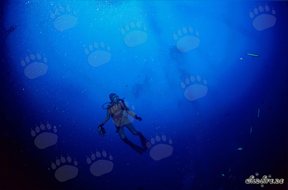 Subacquea incontra un maestoso squalo nel lago di Beqa a Fiji