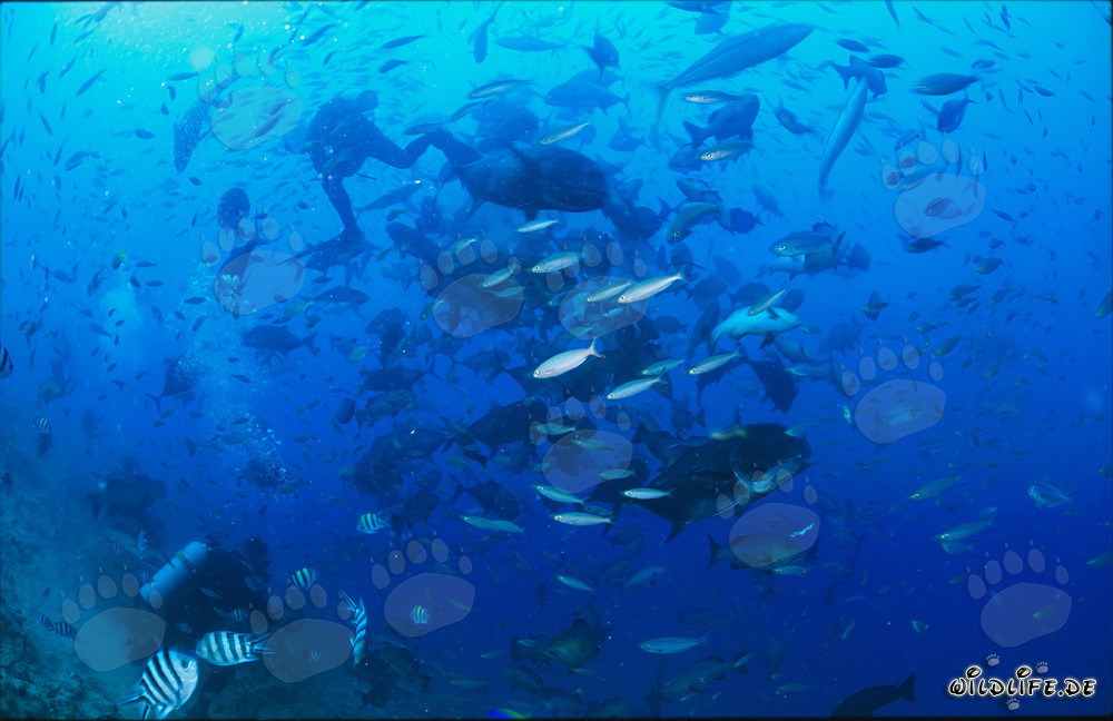 Fascinating Giant Trevally in the Waters of Fiji
