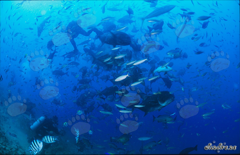 Fascinantes Giant Trevally en las aguas de Fiji