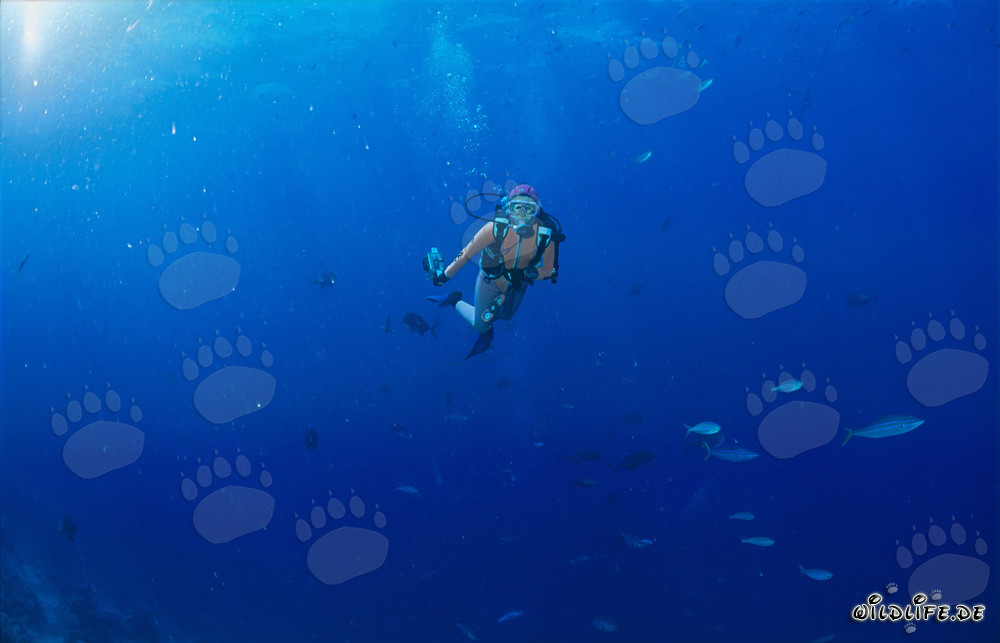 Diver slowly ascends to the boat after a dive at Shark Reef in Beqa Lagoon