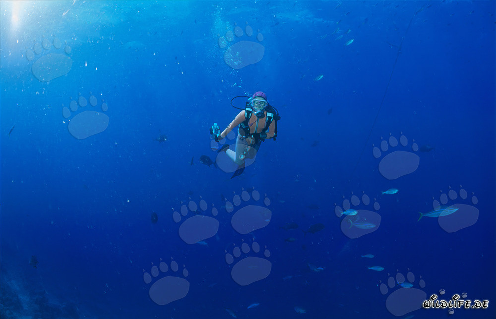 Subacquea sale lentamente verso la barca dopo una immersione allo Shark Reef nella laguna di Beqa