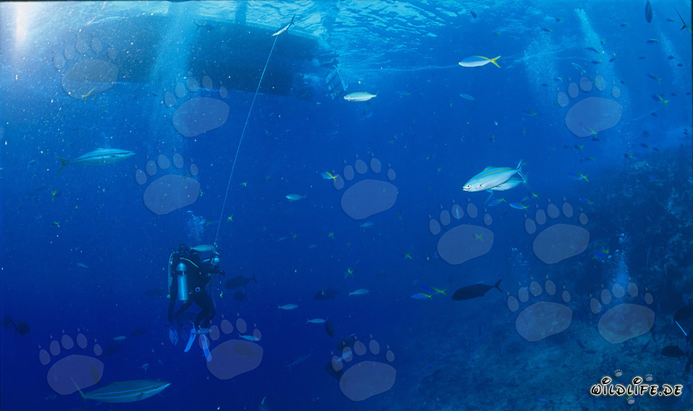 Fascinating decompression stop under the diving boat