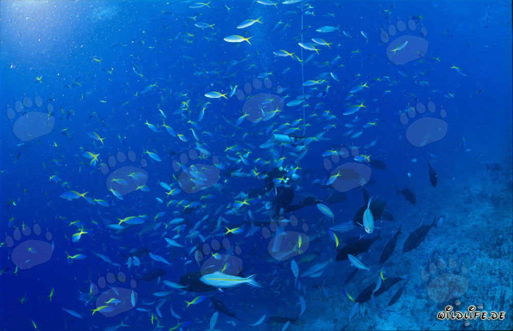 Yellow and Blueback Fusilier and diver in Beqa Lagoon, Fiji
