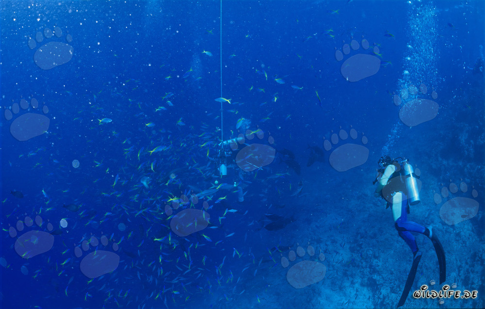 Immersione affascinante con i fusilieri gialli e blu