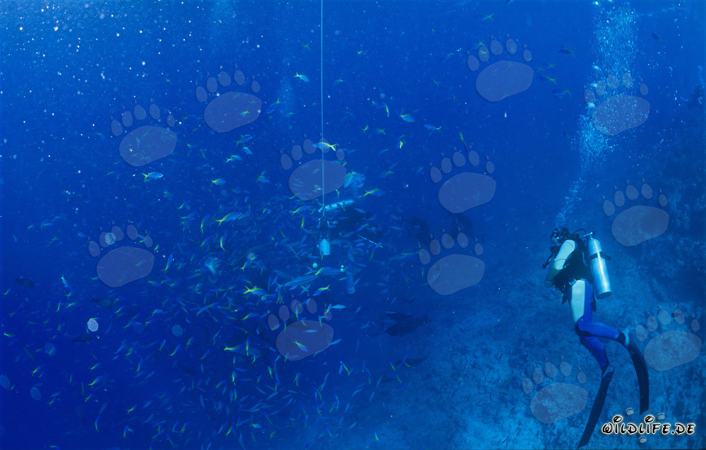 Fascinating Dive with Yellow and Blueback Fusiliers