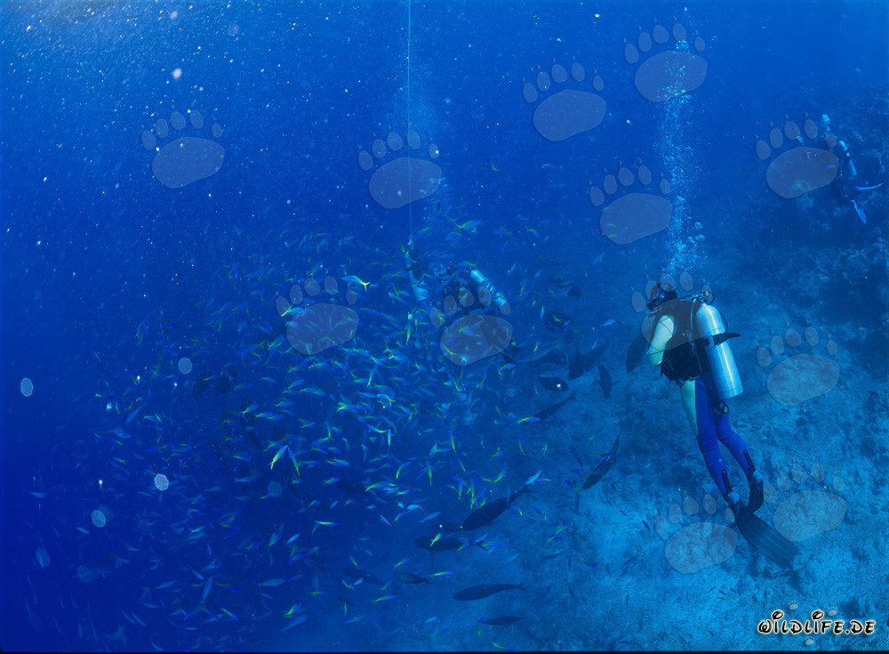 Osservazione dei fascinanti fusilieri blu e oro nella laguna di Beqa alle Figi