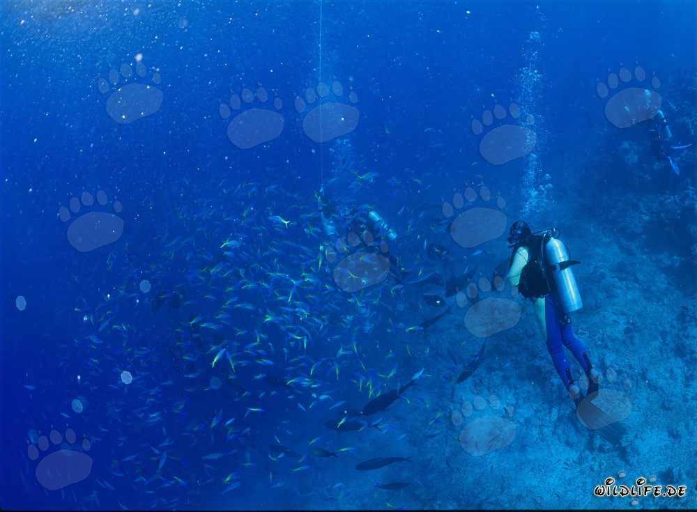 Observation des fascinants fusiliers bleu et or dans la lagune de Beqa aux Fidji
