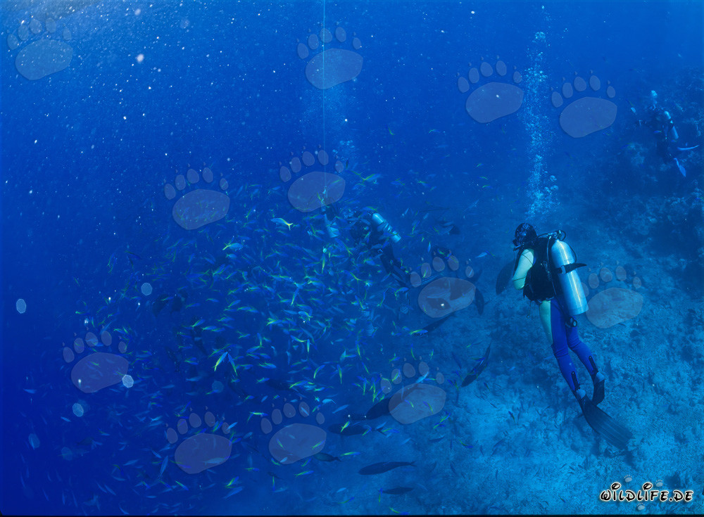 Fascinating Yellow and Blueback Fusilier observed in Beqa Lagoon in Fiji