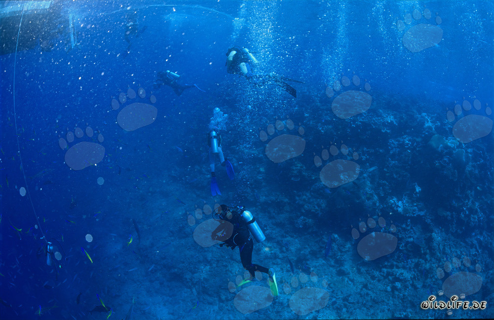 Mundo submarino fascinante: Buceadores observando tiburones en Shark Reef