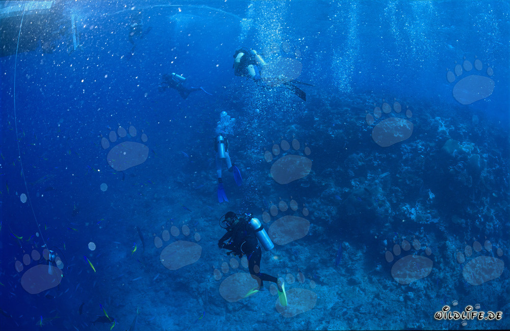 Fascinating Underwater World: Divers Observing Sharks at Shark Reef