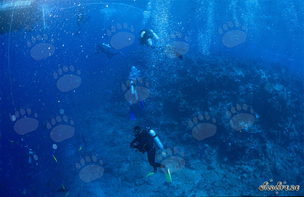 Monde sous-marin fascinant : Plongeurs observant les requins au Shark Reef