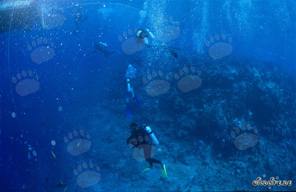 Affascinante mondo sottomarino: Subacquei osservano gli squali a Shark Reef