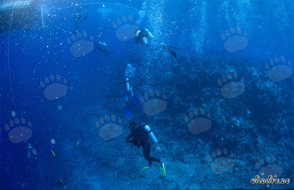 Faszinierende Unterwasserwelt: Taucher beobachten Haie am Shark Reef