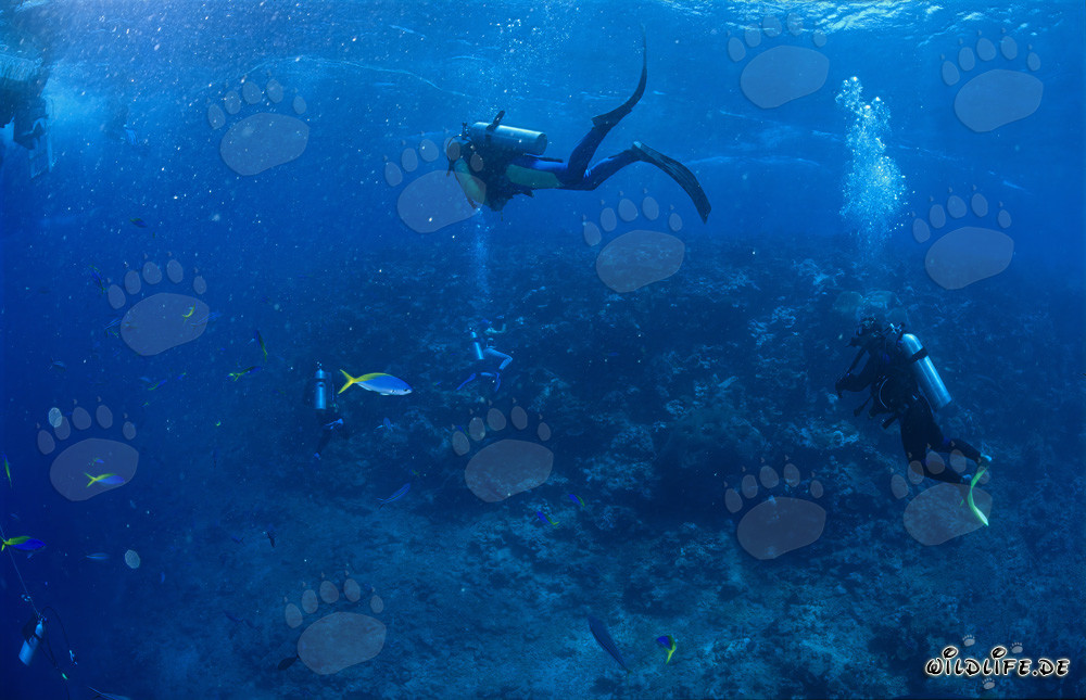 Buceadores observando tiburones en Shark Reef en Fiyi