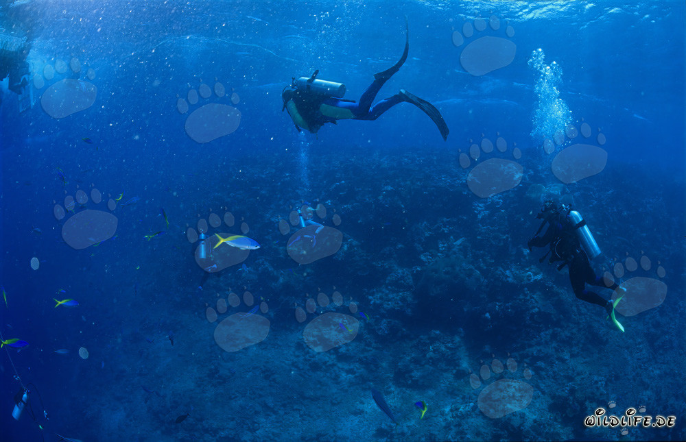 Divers observing sharks at Shark Reef in Fiji