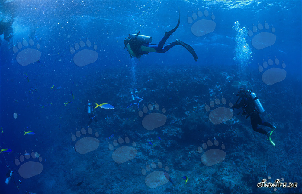 Plongeurs observant des requins au Shark Reef à Fidji