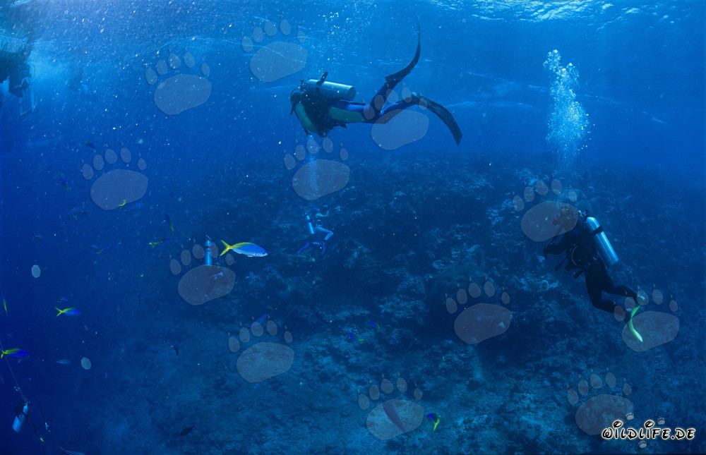 Subacquei osservano gli squali al Shark Reef a Figi