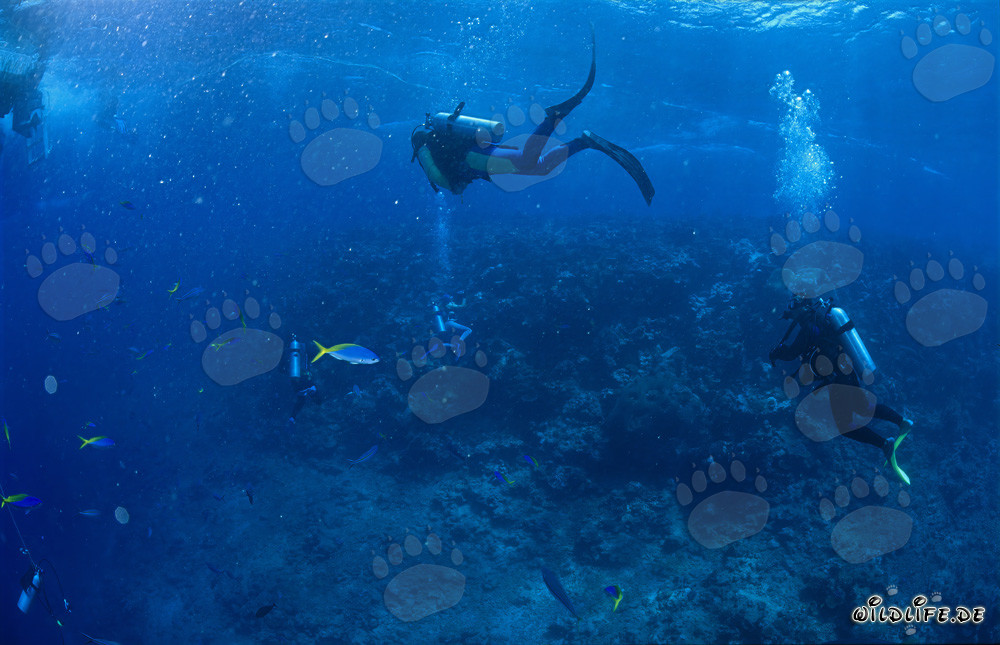 Taucher beobachten Haie am Shark Reef in Fiji