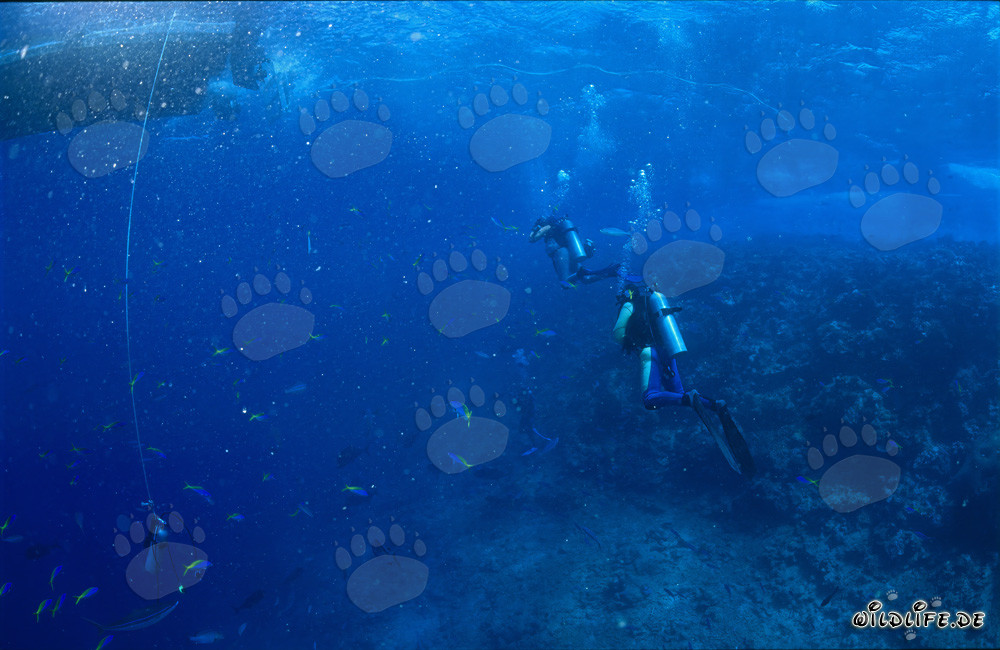 Blaugoldene Fuesiliere und Taucher in der Beqa Lagune, Fiji