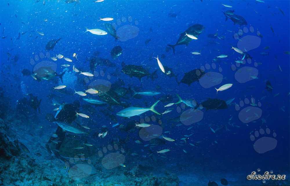 Gigantesco Giant Trevally nella affascinante aggregazione di pesci