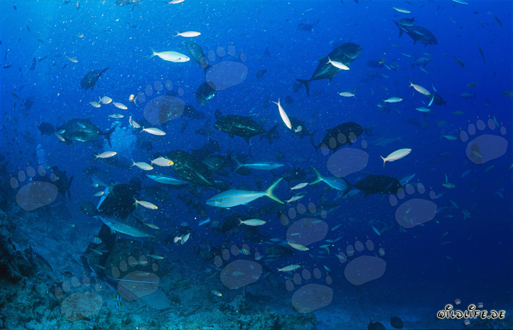 Gigantesco Giant Trevally en la fascinante agrupación de peces