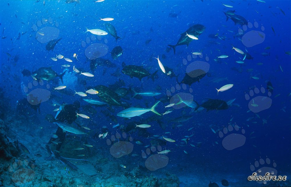 Gigantische Giant Trevally in der faszinierenden Fischansammlung