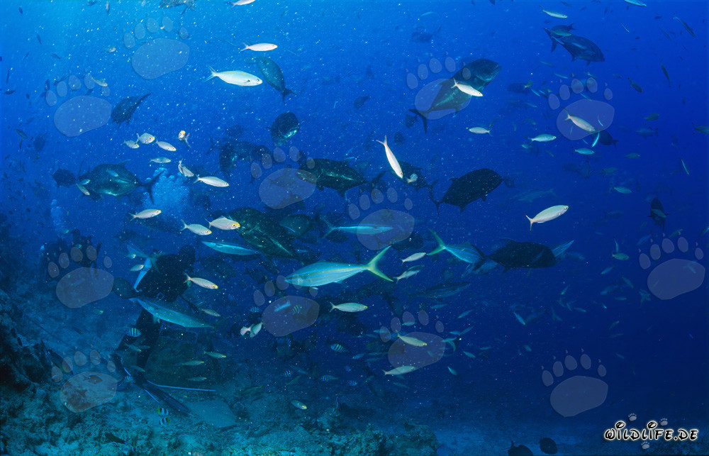 Gros carangues géants dans un rassemblement de poissons fascinant