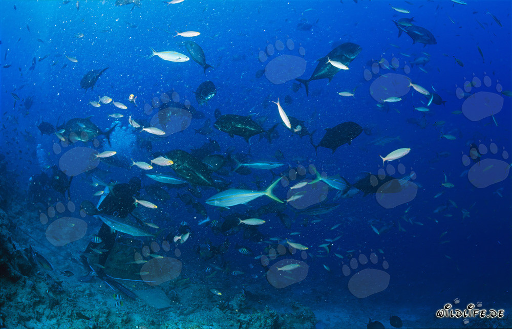 Numerous Giant Trevally in the mesmerizing school of fish