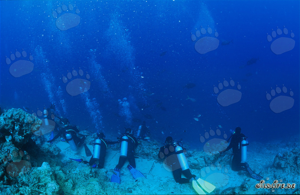 Buceadores observan con atención las diferentes especies de tiburones en el Shark Reef