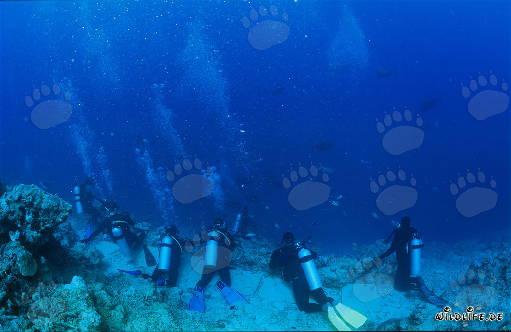 Divers eagerly observe the various shark species at Shark Reef