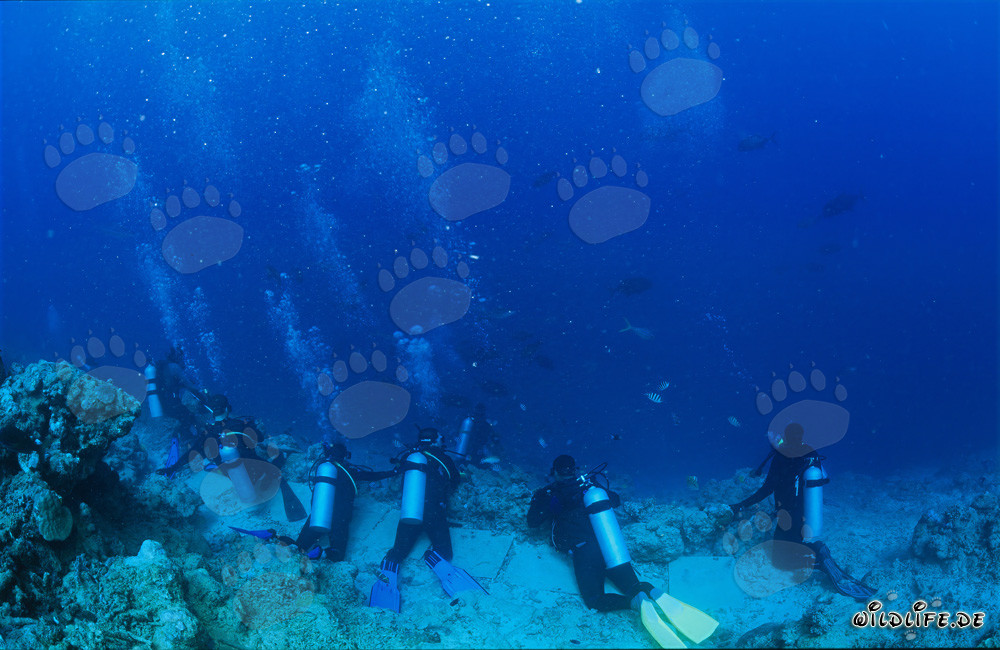 Plongeurs observant avec attention les différentes espèces de requins au Shark Reef