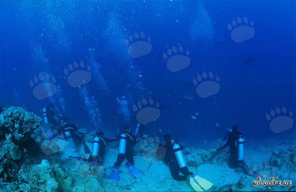 Subacquei osservano con attenzione le diverse specie di squali al Shark Reef