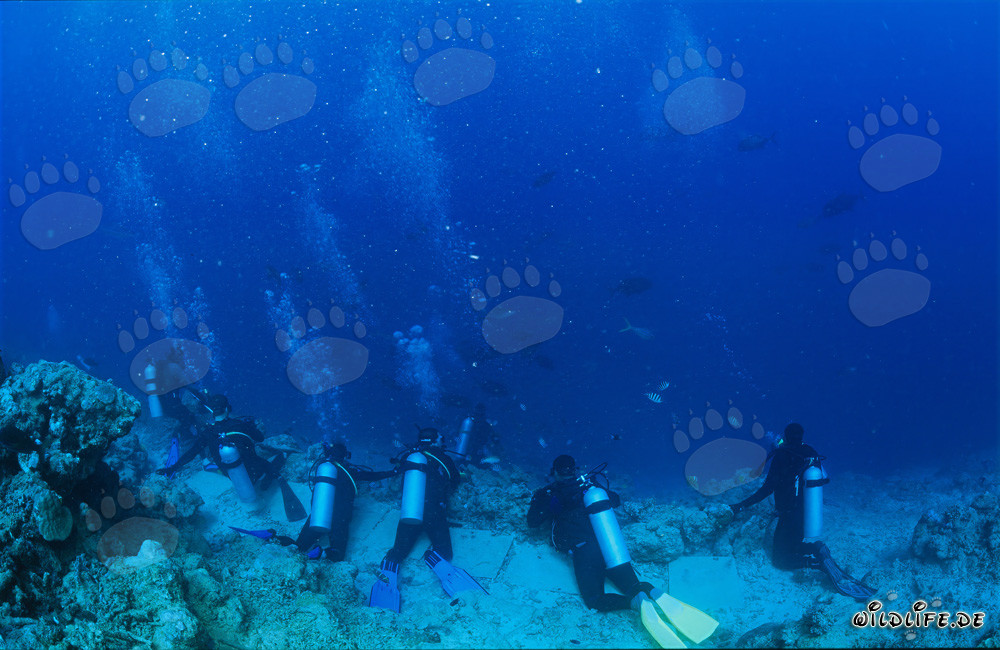 Taucher beobachten gespannt die verschiedenen Haiarten am Shark Reef
